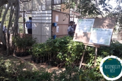Eco Bazaar Tree Saplings 2