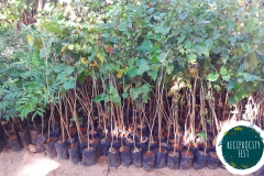 Eco Bazaar Tree Saplings 3